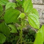 Pilea pumila Žiedas