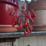 Kalanchoe manginii Цвят