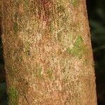 Gustavia hexapetala 树皮