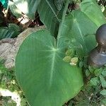 Philodendron hederaceum 葉