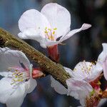 Prunus tomentosa 花