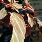 Arthrostemma parvifolium Hoja