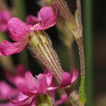 Silene scabriflora Flower