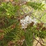 Osteomeles anthyllidifolia Blodyn