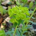Euphorbia seguieriana Flor