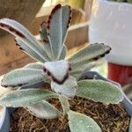 Kalanchoe tomentosa Folha