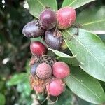 Acokanthera oblongifolia Frucht