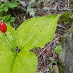 Trillium undulatum برگ