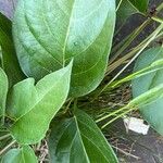 Vincetoxicum nigrum Leaf