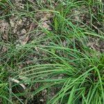 Carex canescens ᱛᱟᱦᱮᱸ