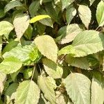 Hibiscus palustris Leaf