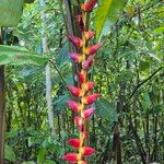 Heliconia pogonanthaBlomst