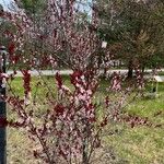 Prunus cerasifera Cvet