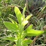 Pluchea ovalis Yaprak
