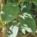 Miconia elata Blatt