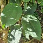 Miconia elata Feuille