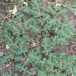 Euphorbia prostrata Habit