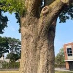 Quercus shumardii Bark