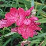 Hesperantha coccinea Flower