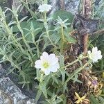 Cerastium gibraltaricum Blüte