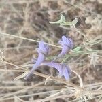 Delphinium gracileBlüte