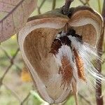 Araujia sericifera Φρούτο