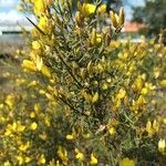 Ulex parviflorusFloro