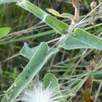 Oxypetalum solanoides Hoja