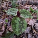 Trillium sessile 形态