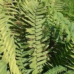 Dryopteris cycadina Pokrój