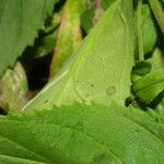 Penstemon smallii Leaf