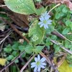 Stellaria aquatica花