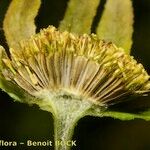 Bidens radiata Otro