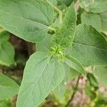 Verbesina encelioides Blatt