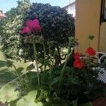 Pelargonium spp. Floare
