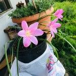 Zephyranthes rosea 花
