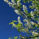Prunus padus Blüte