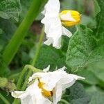 Solanum tuberosum Květ