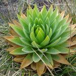 Paepalanthus alpinus Leaf