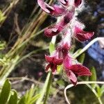 Vicia benghalensis Kvet
