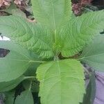 Helianthus tuberosusBlatt