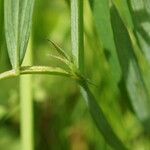 Lathyrus palustris Feuille