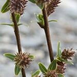 Salix caesia Mosusu