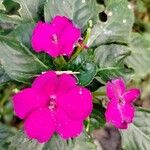 Impatiens wallerianaFlower