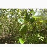 Helicteres baruensis Yaprak