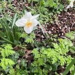 Narcissus poeticus Flor