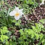 Narcissus poeticus Flower