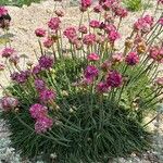 Armeria maritima Habitus