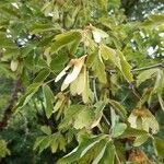 Acer griseum Frucht