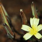 Launaea rarifolia Квітка